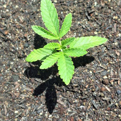 Grape fuel growlog timeline photo