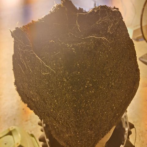 Grape fuel growlog photo: Último transplante 