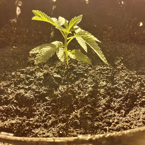 Grape fuel growlog timeline photo