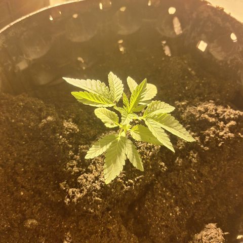 Grape fuel growlog timeline photo