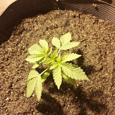 Radical Juice growlog photo: Último transplante 