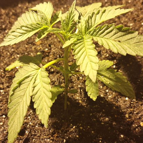 Radical Juice growlog timeline photo