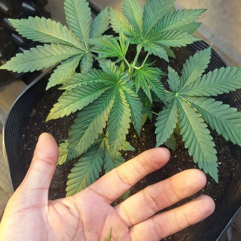 Radical Juice growlog photo: Primeira poda 