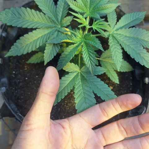 Grape fuel growlog photo: Primeira poda 