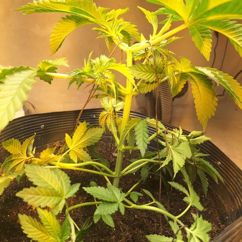 Radical Juice growlog photo: Aplicação de técnicas lst