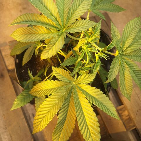 Grape fuel growlog timeline photo