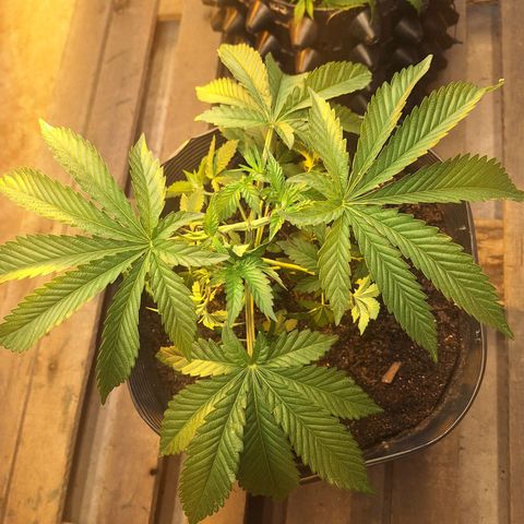 Radical Juice growlog timeline photo