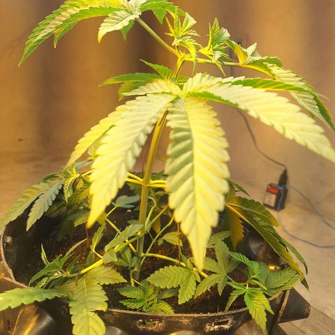Grape fuel growlog photo: Aplicação de técnicas lst