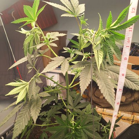 Grape fuel growlog timeline photo