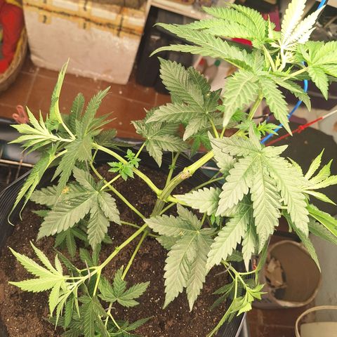 Radical Juice growlog timeline photo