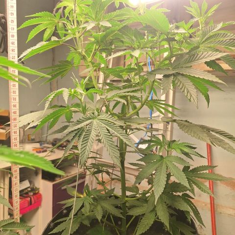 Grape fuel growlog timeline photo