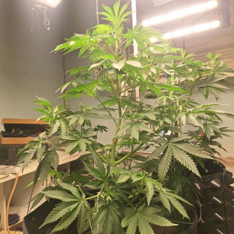 Radical Juice growlog timeline photo