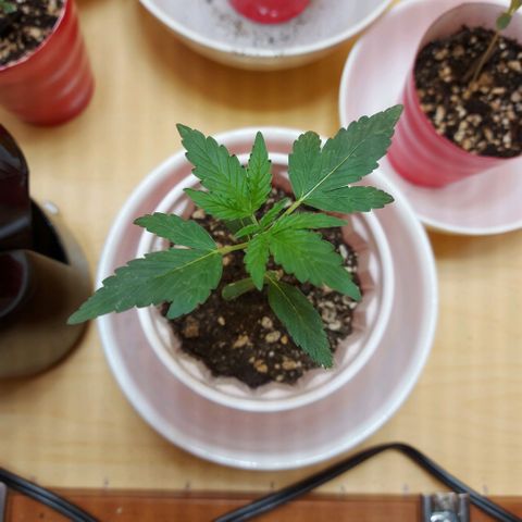 Bag seed #1 growlog timeline photo