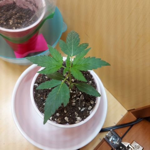 Bag seed #1 growlog timeline photo