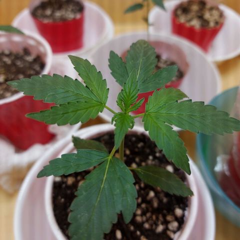 Bag seed #1 growlog timeline photo