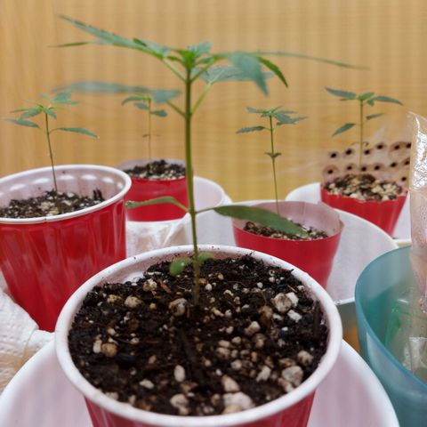 Bag seed #1 growlog timeline photo
