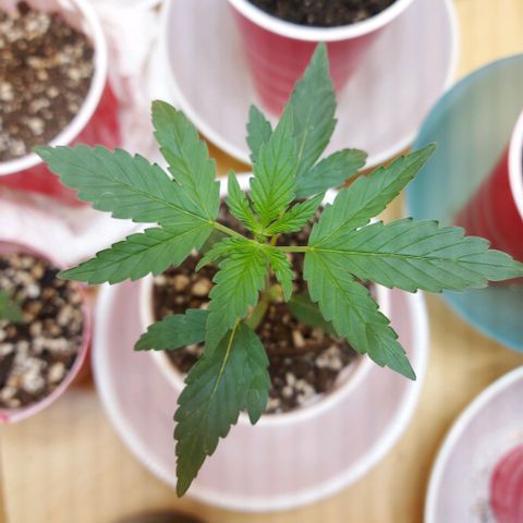 Bag seed #1 growlog timeline photo