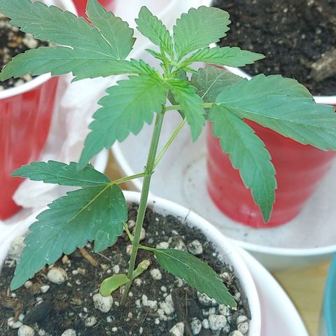 Bag seed #1 growlog timeline photo
