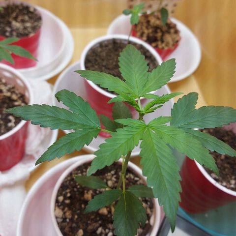 Bag seed #1 growlog timeline photo