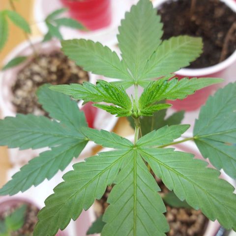 Bag seed #1 growlog timeline photo