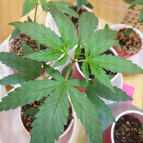 Bag seed #1 growlog timeline photo