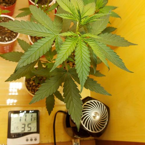 Bag seed #1 growlog timeline photo