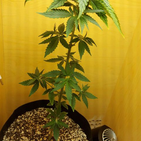 Bag seed #1 growlog timeline photo