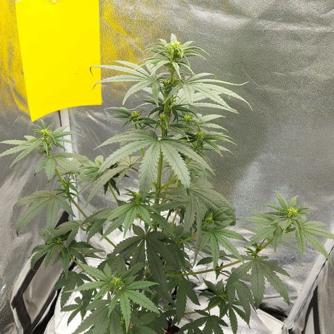 Bag seed #1 growlog timeline photo