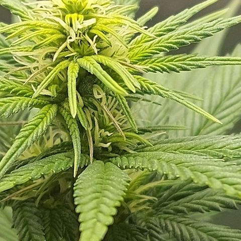 Bag seed #1 growlog timeline photo