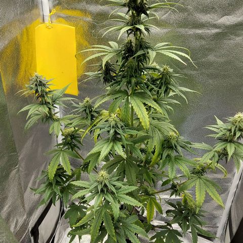 Bag seed #1 growlog timeline photo