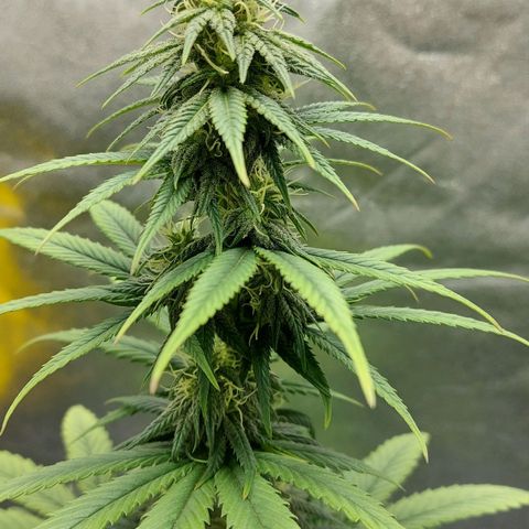 Bag seed #1 growlog timeline photo
