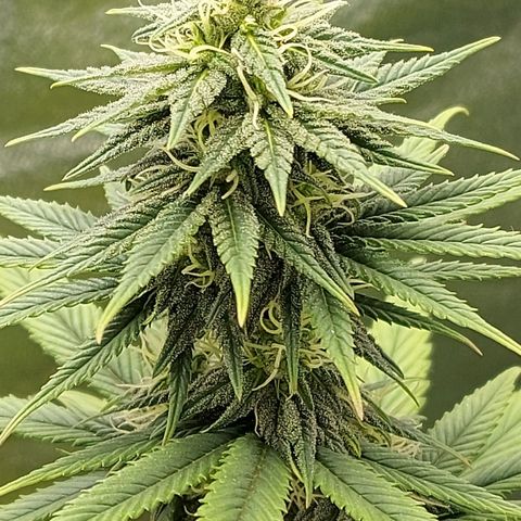 Bag seed #1 growlog timeline photo