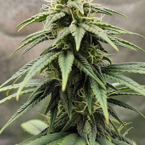 Bag seed #1 growlog timeline photo
