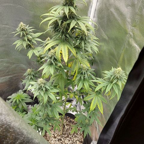 Bag seed #1 growlog timeline photo