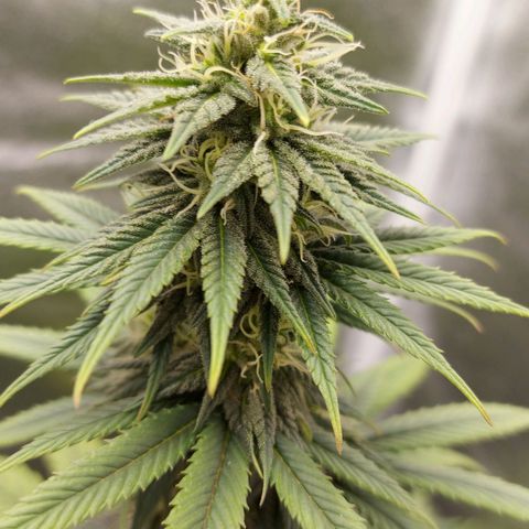 Bag seed #1 growlog timeline photo