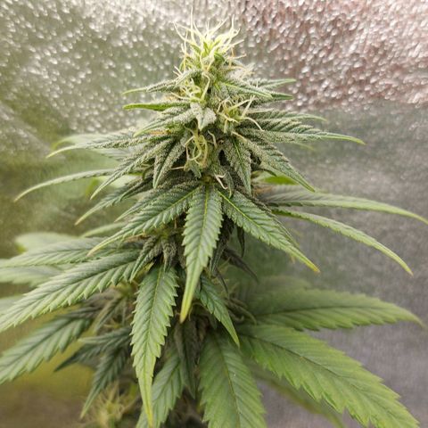 Bag seed #1 growlog timeline photo