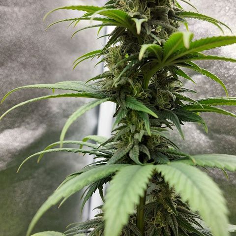 Bag seed #1 growlog timeline photo