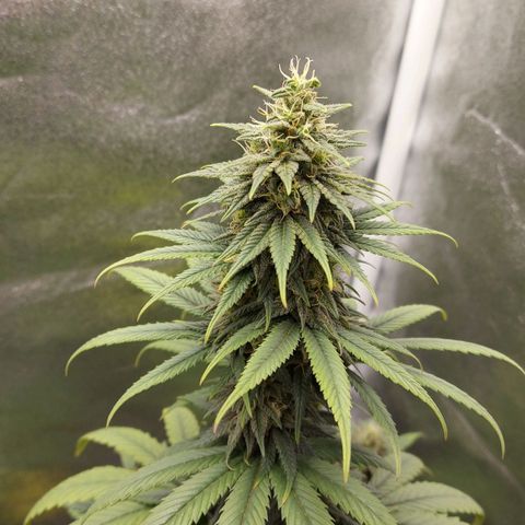 Bag seed #1 growlog timeline photo