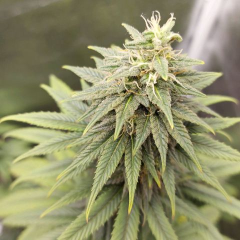 Bag seed #1 growlog timeline photo