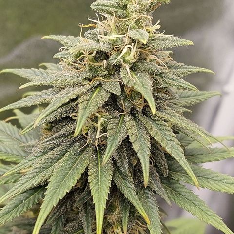 Bag seed #1 growlog timeline photo