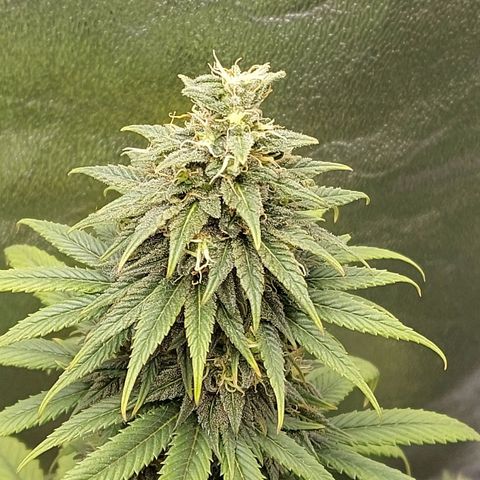 Bag seed #1 growlog timeline photo