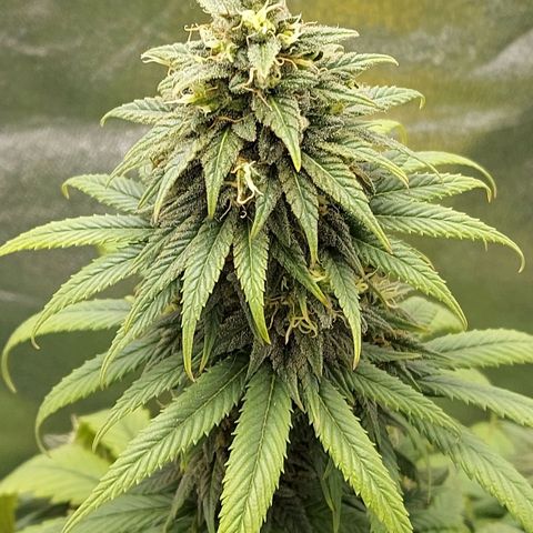 Bag seed #1 growlog timeline photo