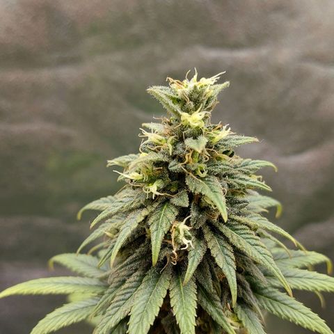 Bag seed #1 growlog timeline photo