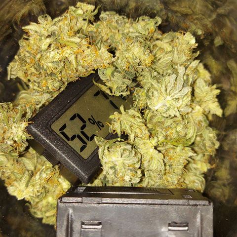Bag seed #1 growlog photo: 1 oz Yield, pretty pleasant smoke a little overdried but only bc of fluffiness, overall pretty nice