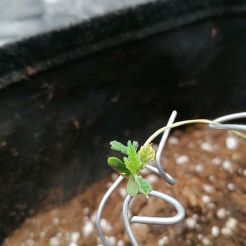 HulkBerry Automatic growlog photo: Compà non so che problemi ha sta pianta, sta a mette foglie ma è storpia