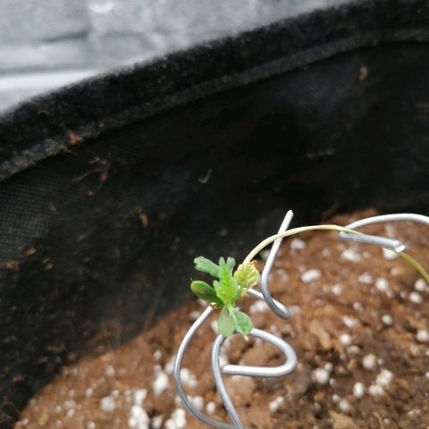 HulkBerry Automatic growlog photo: Compà non so che problemi ha sta pianta, sta a mette foglie ma è storpia