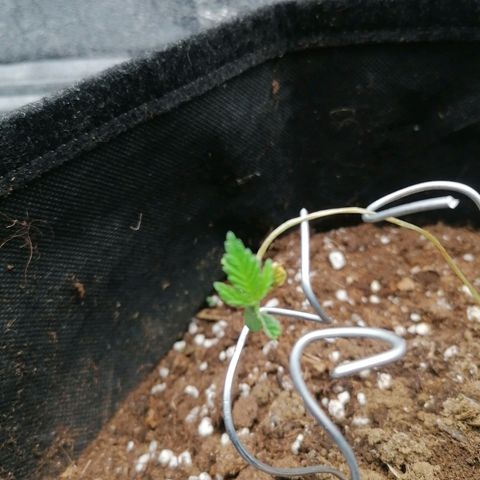 HulkBerry Automatic growlog timeline photo
