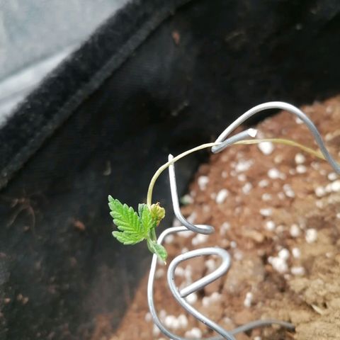 HulkBerry Automatic growlog timeline photo