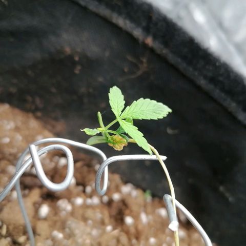 HulkBerry Automatic growlog photo: Io boh