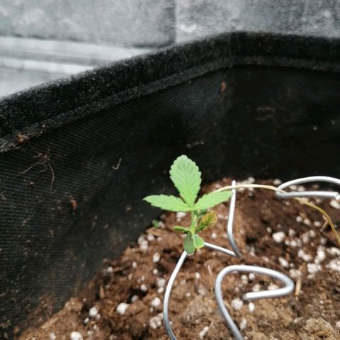 HulkBerry Automatic growlog photo: Io boh